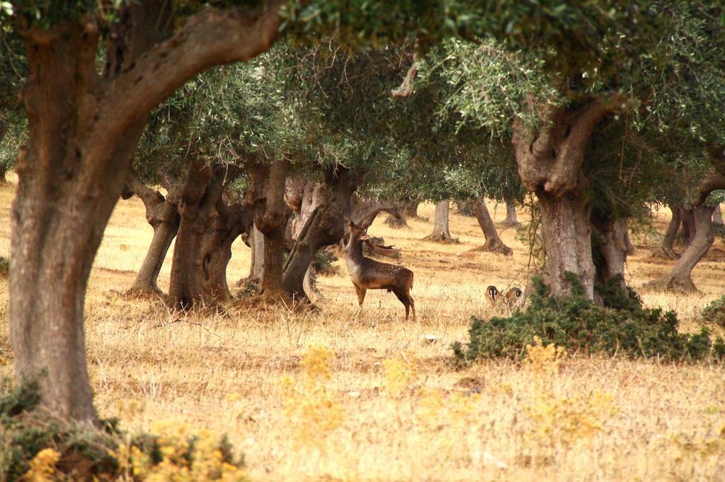 Country Resort Le Due Ruote Alberese Bagian luar foto